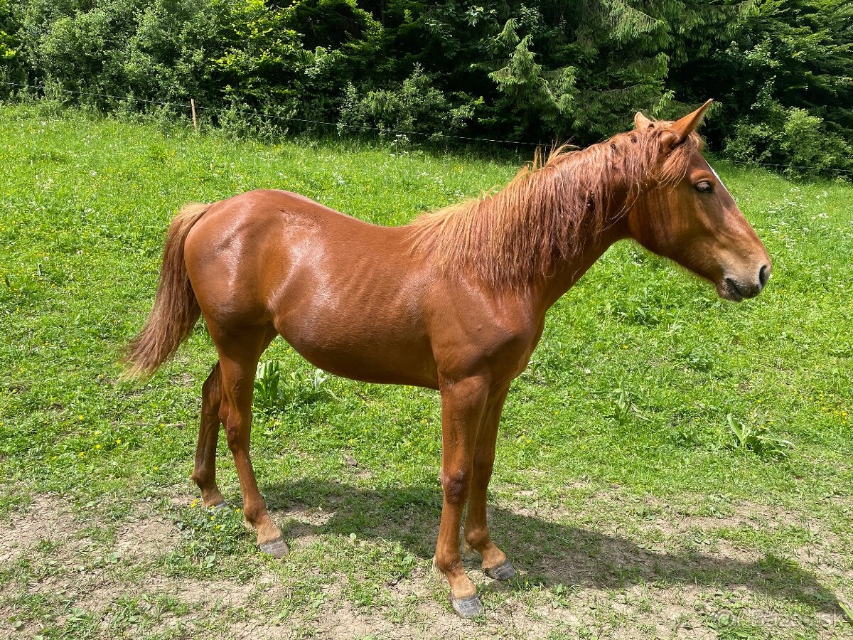 Predám kobylu - 4