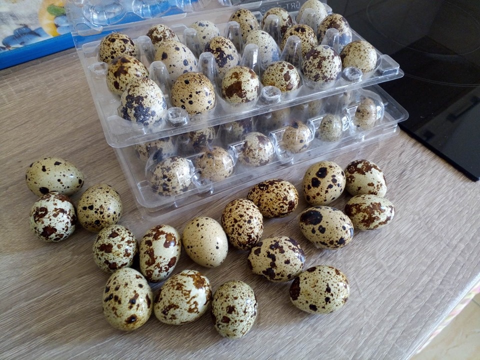 japonské prepelice - 4