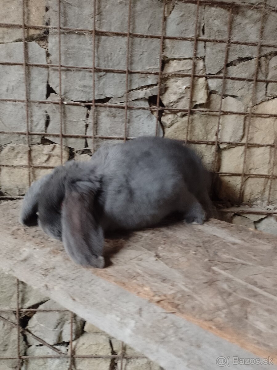 Predám králiky - 4