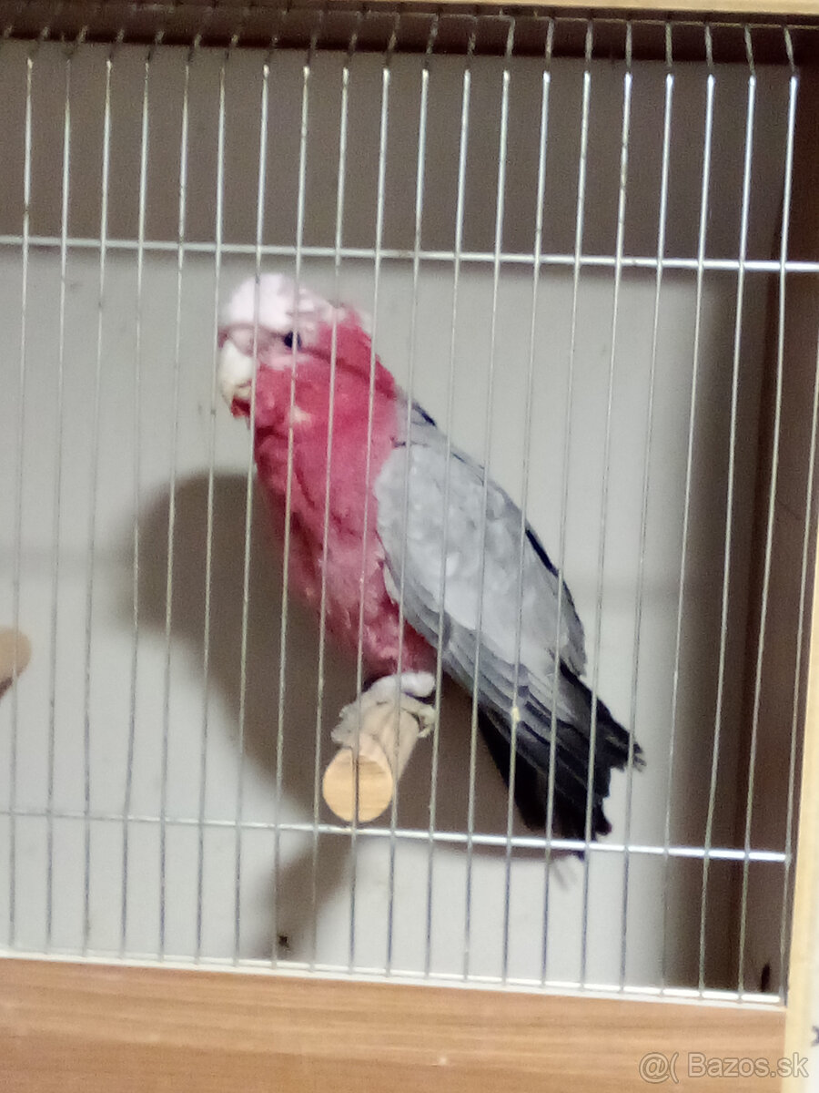 Kakadu ružový - ROK 2025 - 4