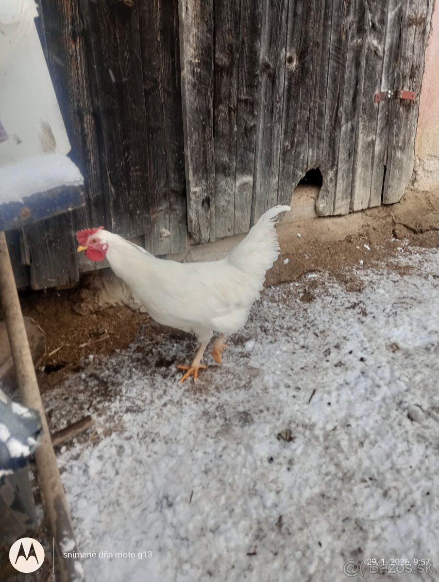 Kohút 🐓 - 4