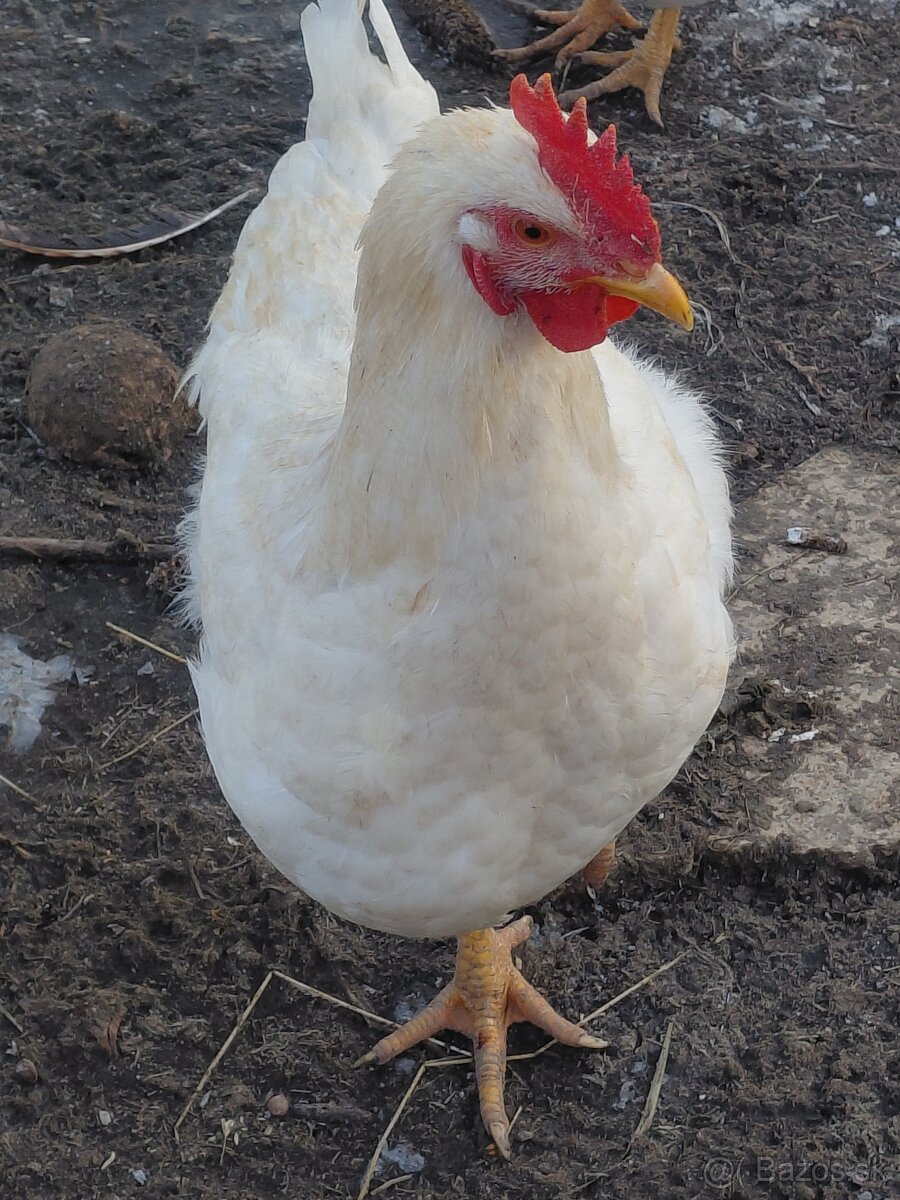 Predám mladých kohútov - 4