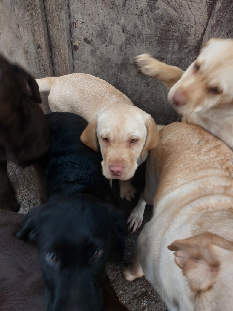 Šteniatka čistokrvného labradora - 4