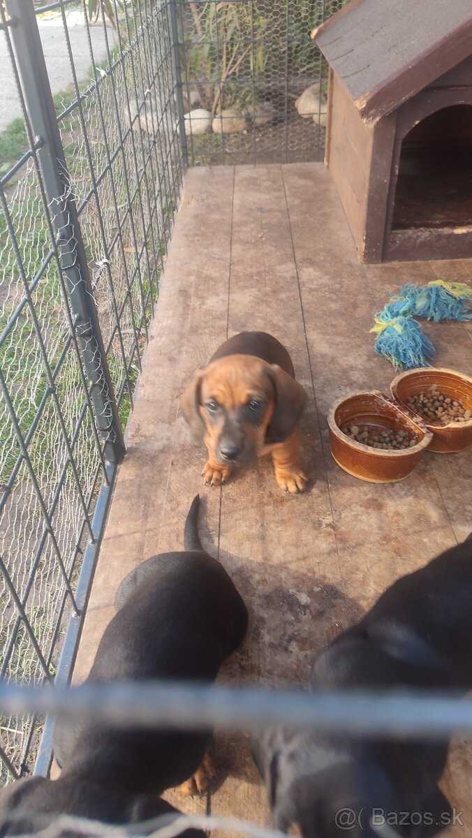 Jazvecík standart - 4