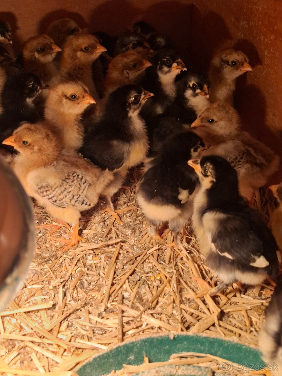 Kuriatka marans,vlaška, Domáci mix - 4