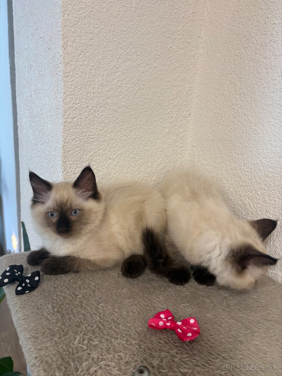 Ragdoll mačiatka - 4