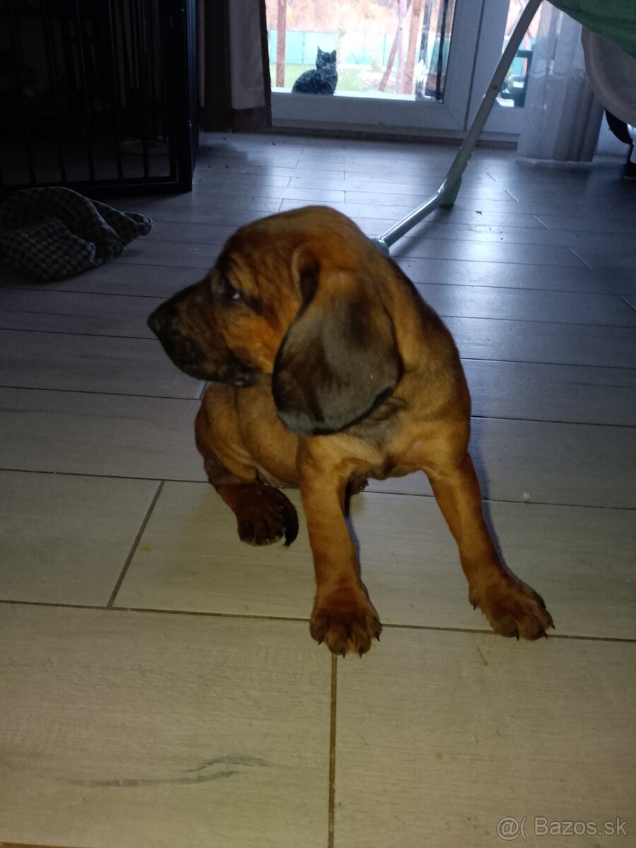 Bavorský farbiar - 4