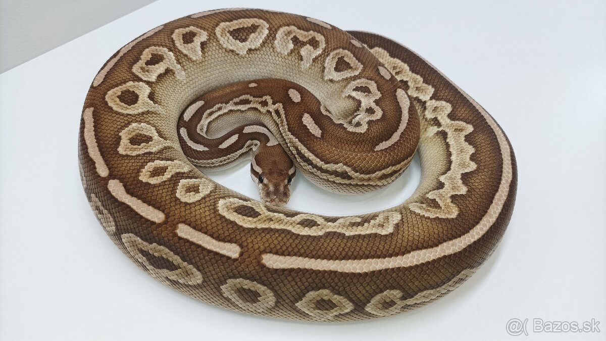 P. Regius.Pyton kralovsky - 4