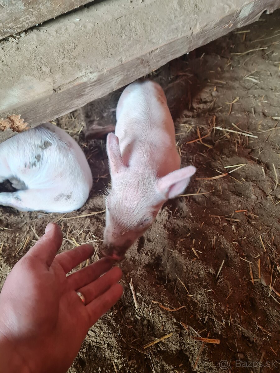 Odstavčata kanec - ešte nevyrezany - 4