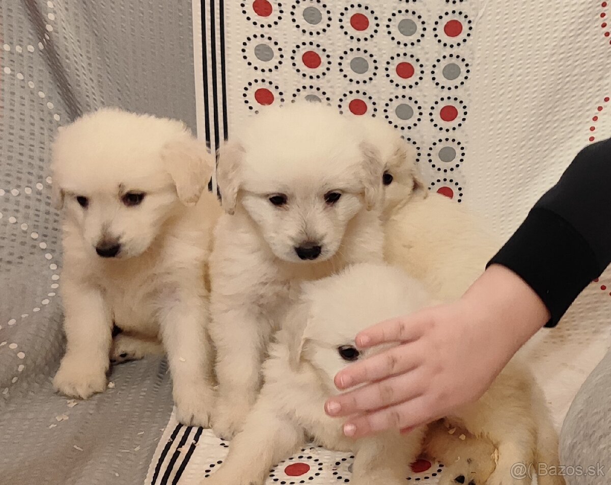 Predám šteniatka slovenského Čuvača - 4