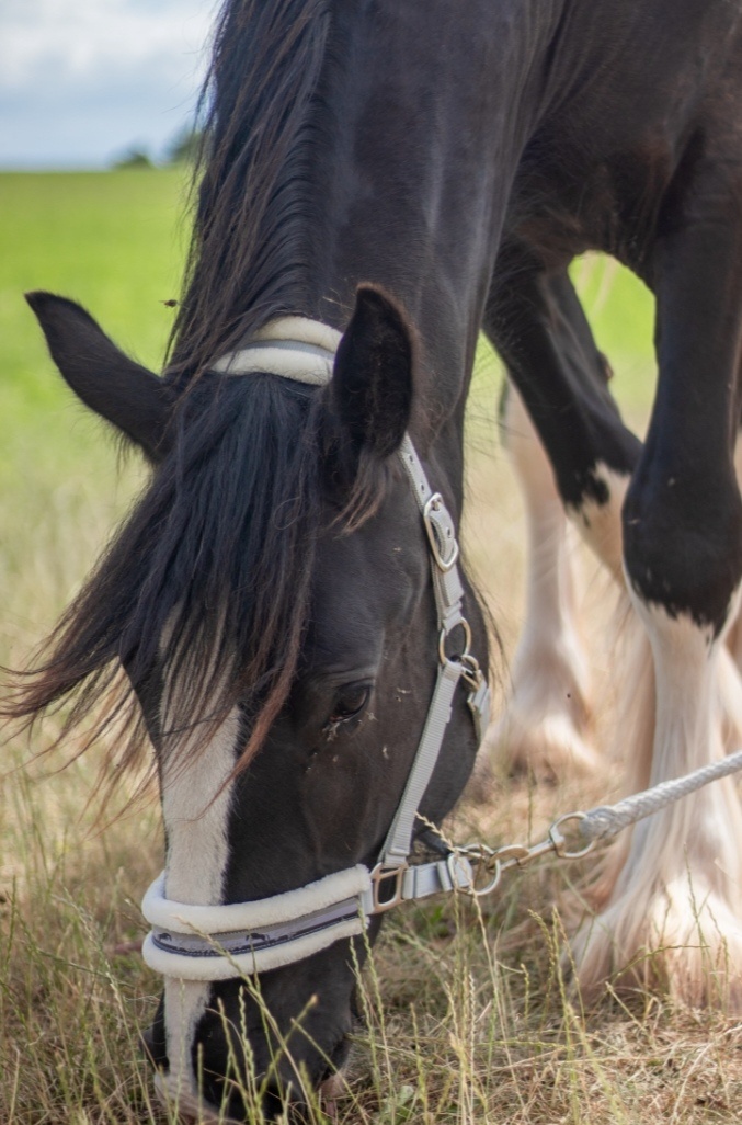 Shire horse klisna - 4