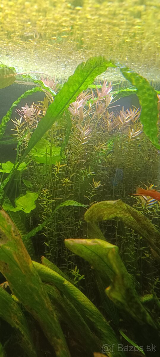 Predám rastliny - 4