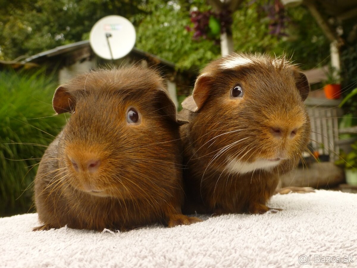 Morčiatka s rodokmeňom - 4