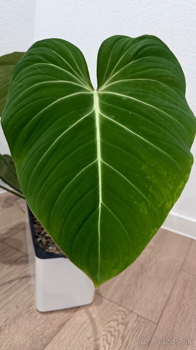 Philodendron Gloriosum - 4
