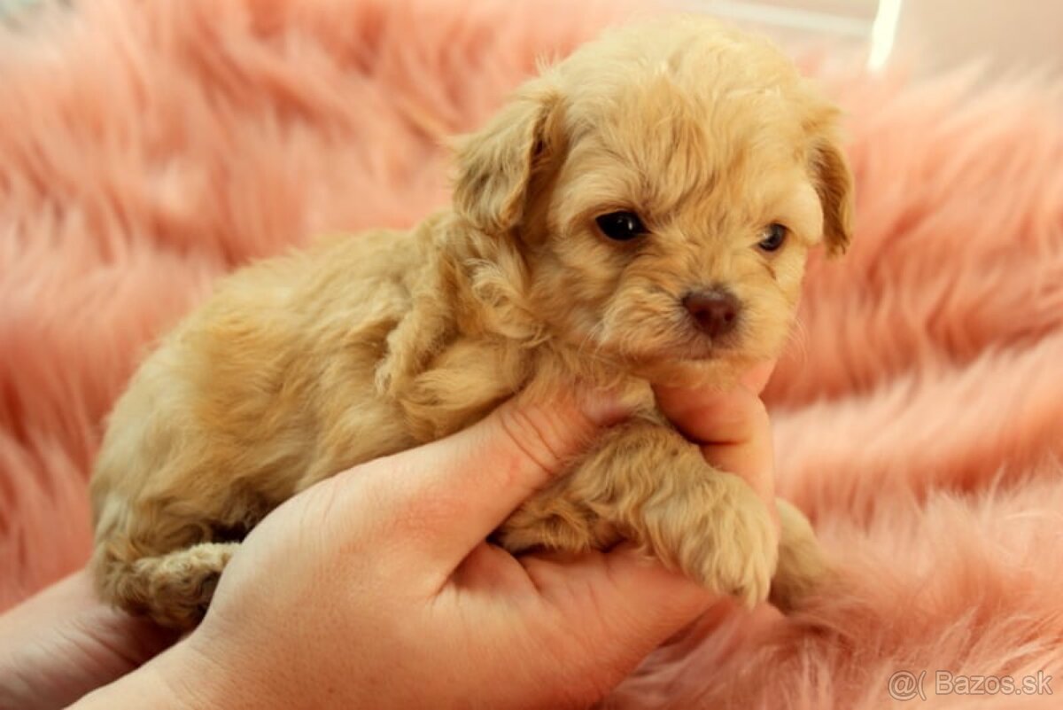 Maltipoo šteniatka - 4