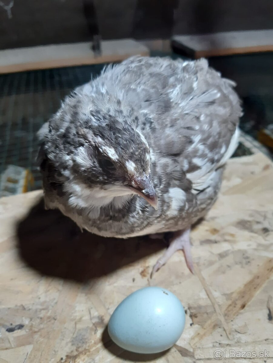 Prepelice japonské násadové vajíčka - 4