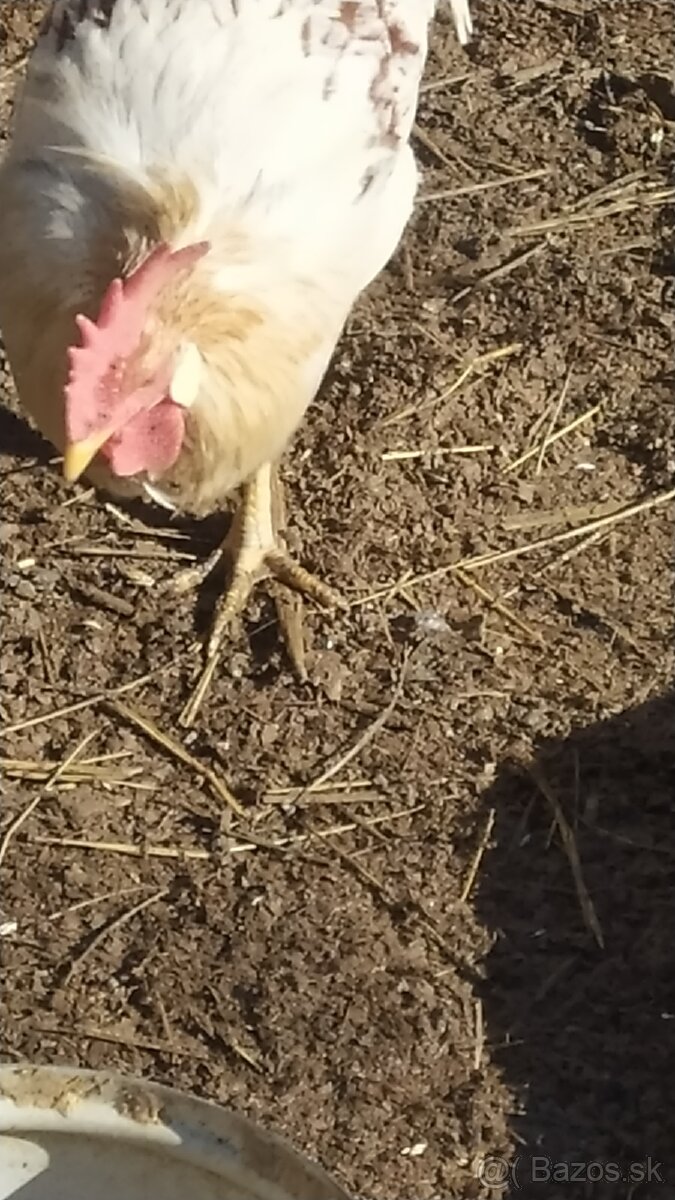 Predám mladých kohútikov - 4