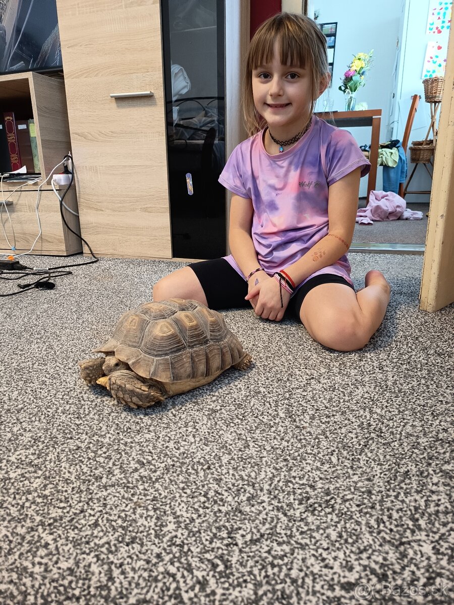 Korytnacka.sulcata samice platí do smazání - 4