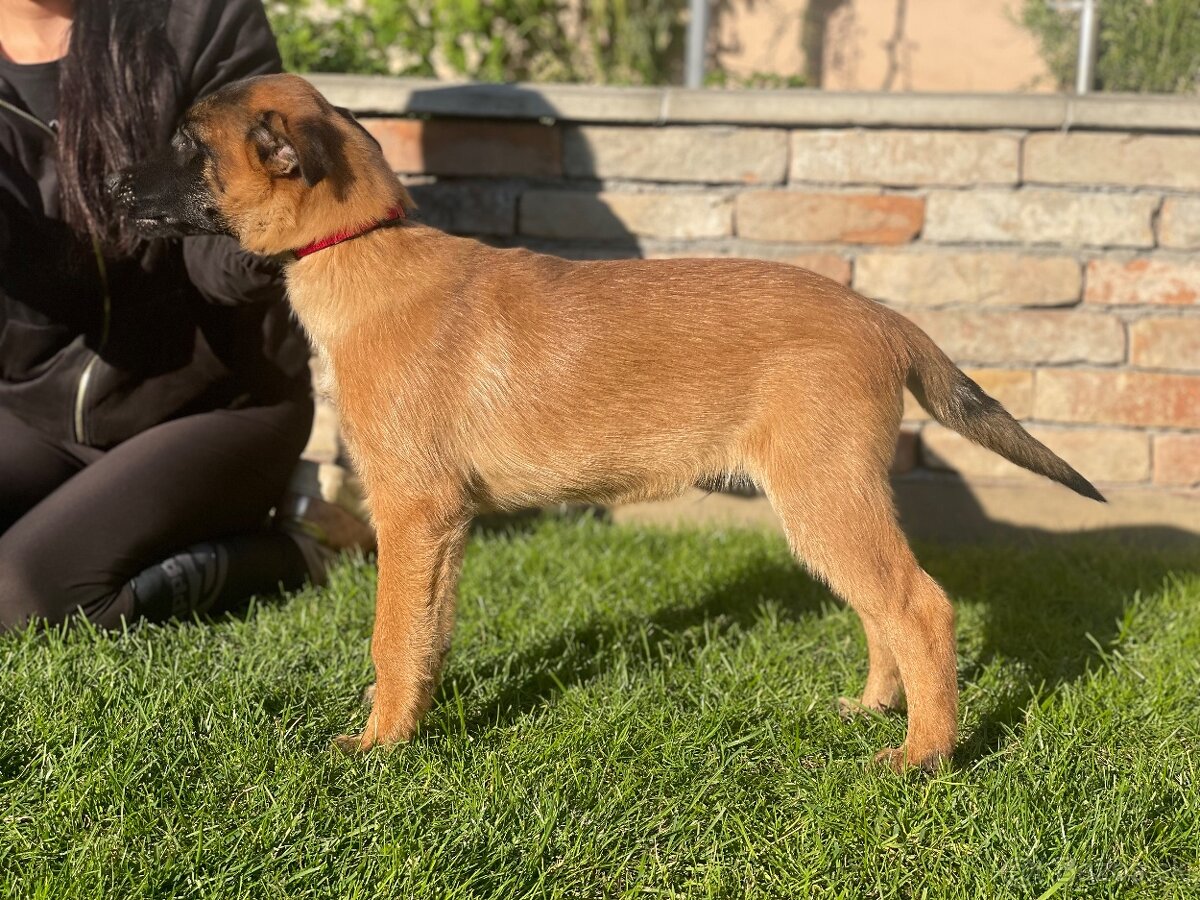 Belgický ovčiak- Malinois s PP - 4
