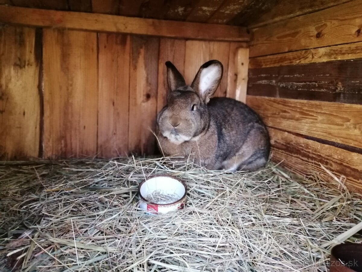 Viedenský divoko sfarbený - 4