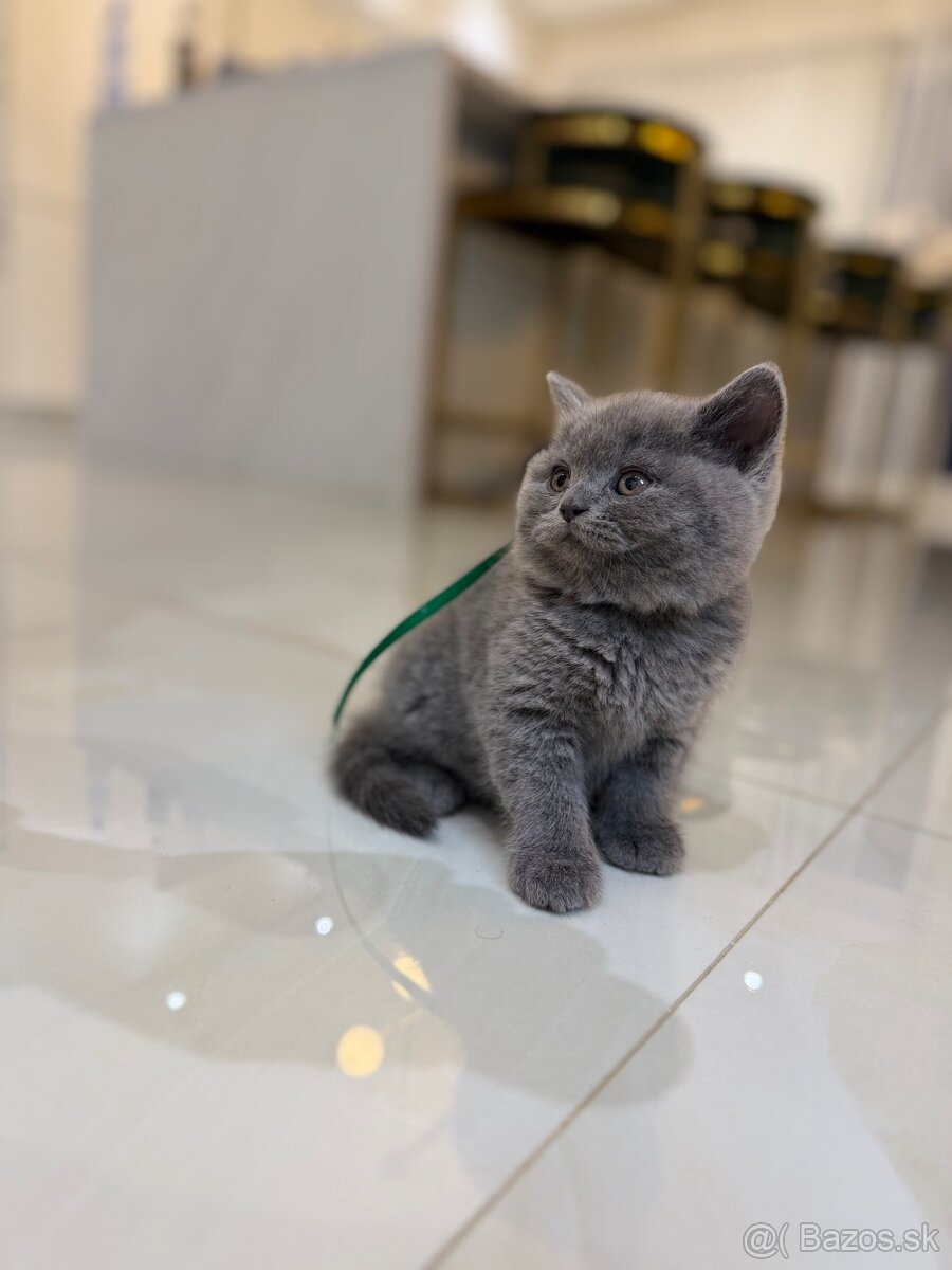 Britske maciatka - 4