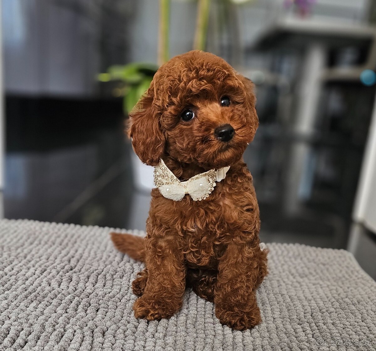 Trpasličí pudl, pudel, Miniature Poodle - 4