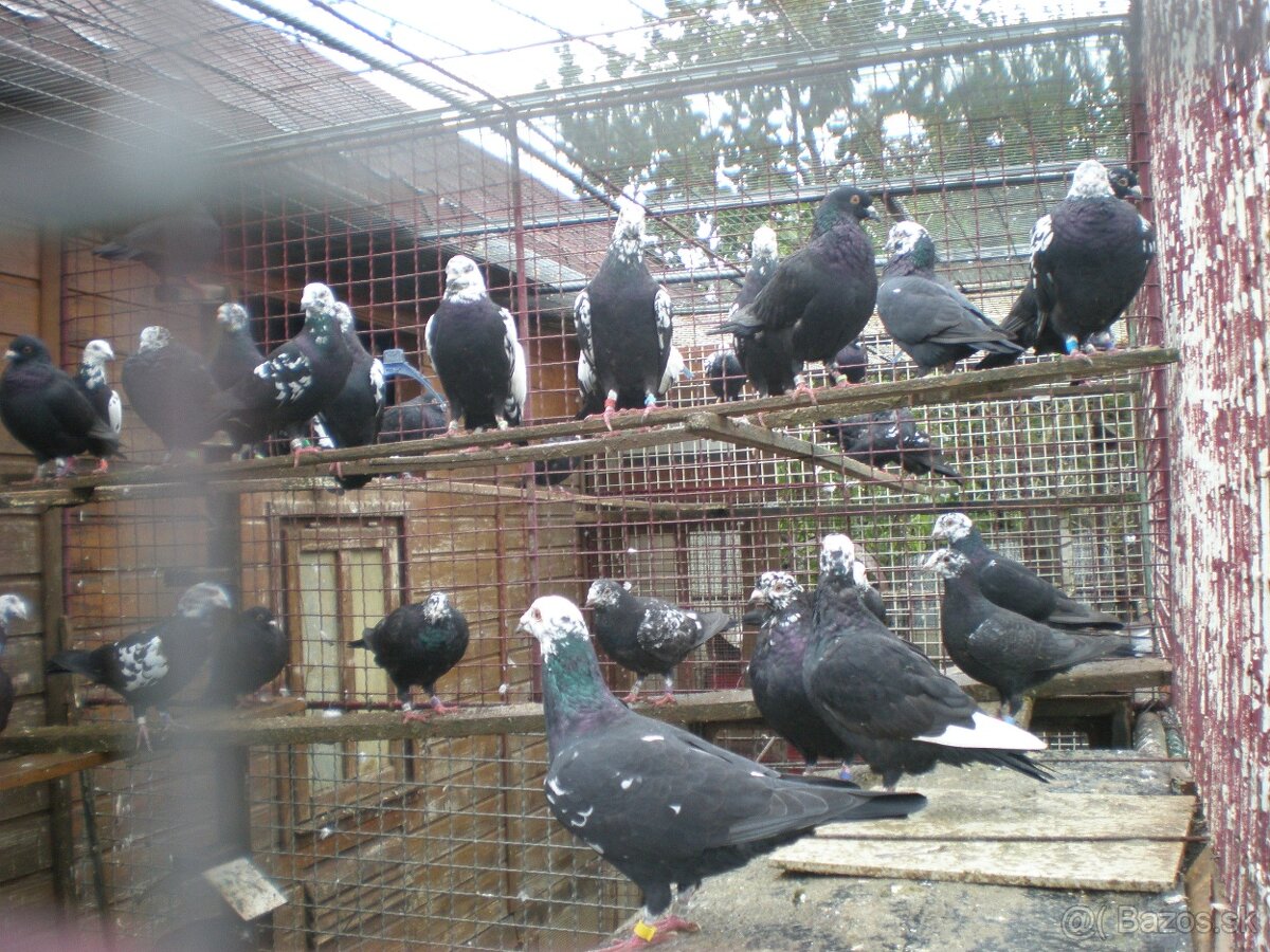Predám poštové holuby - 4