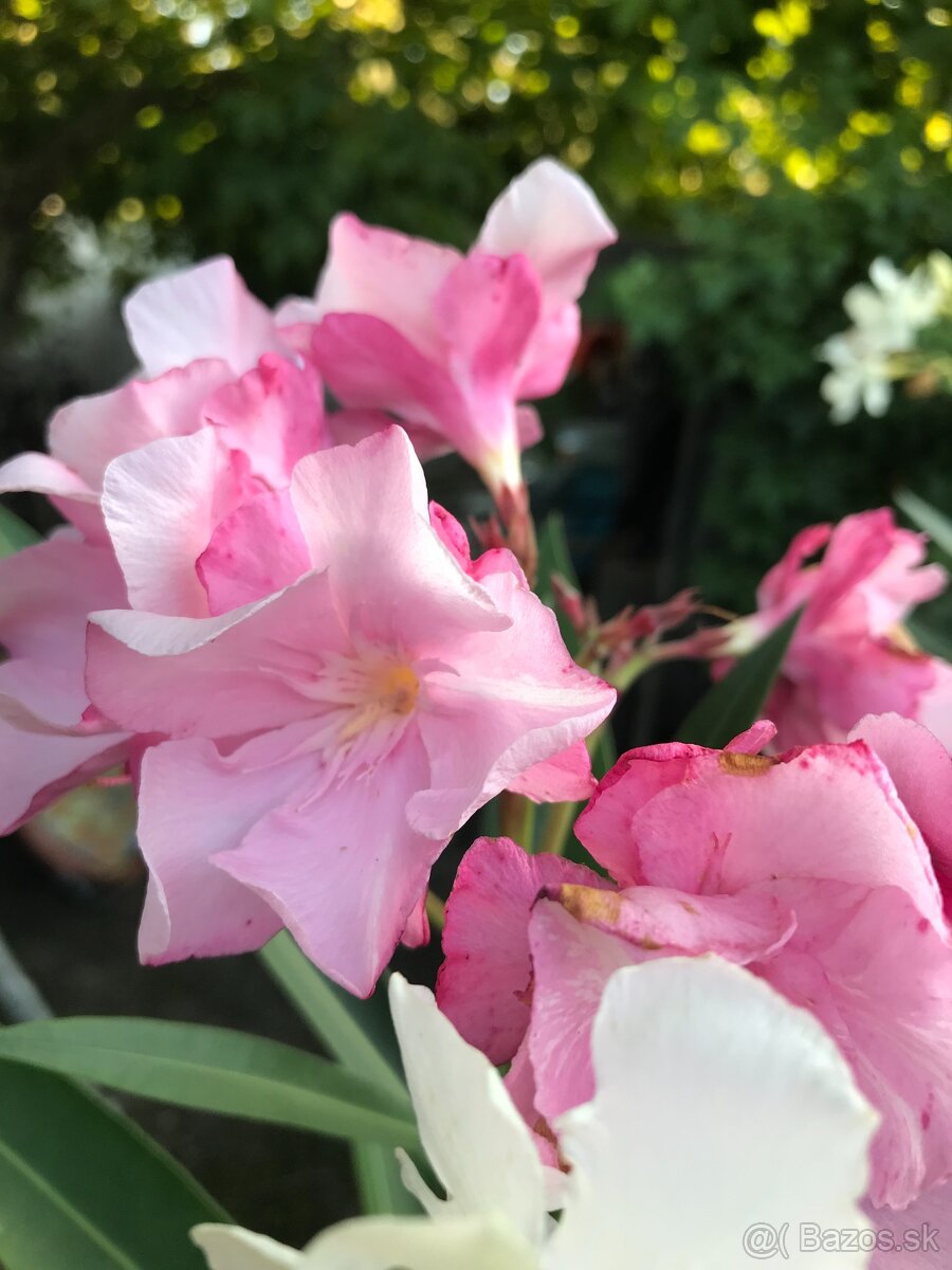 Predám OLEANDRE..OLEANDER - 4