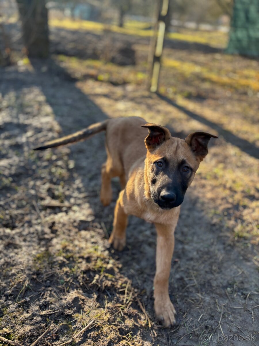 Belgický ovčiak - šteniatka - 4