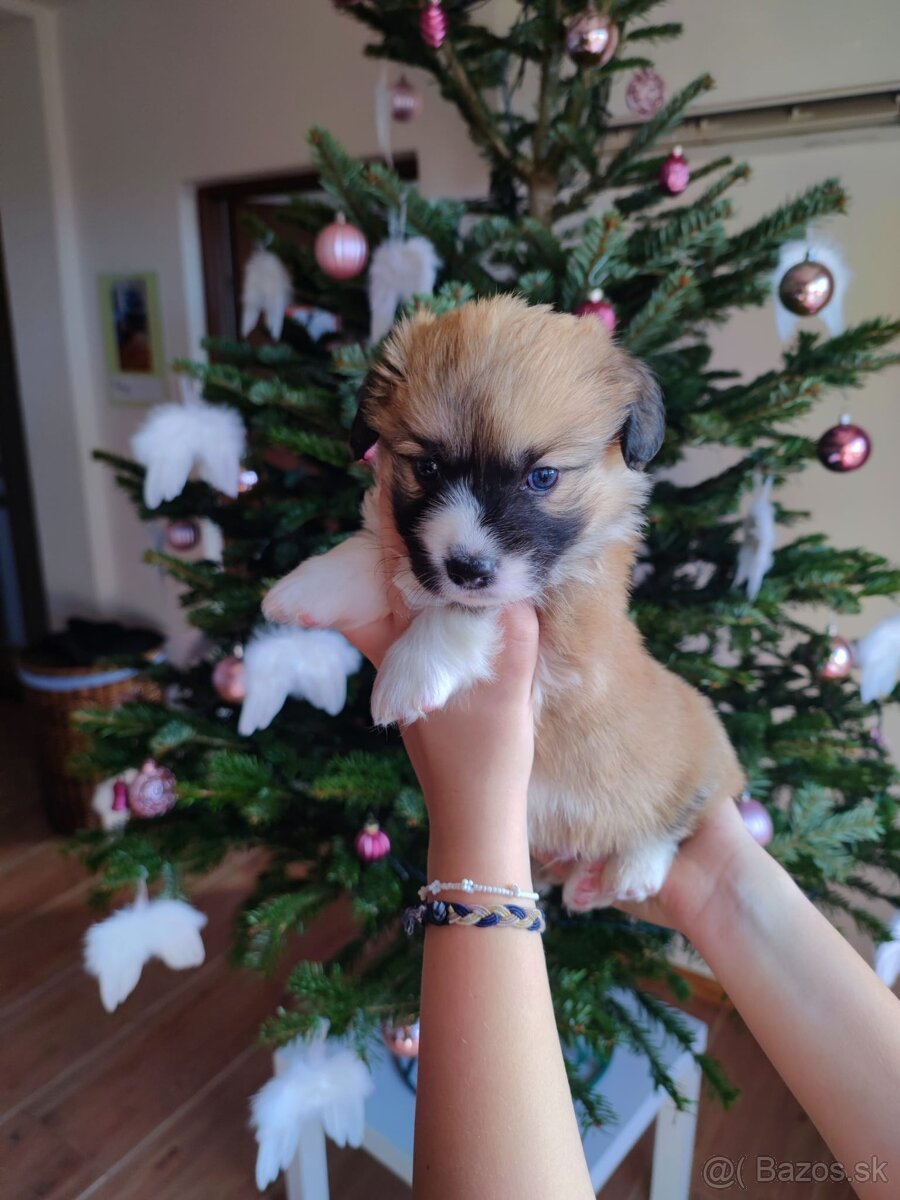 Welsh Corgi Pembroke - 4