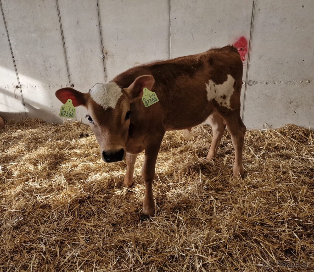 Predáme 4 teľatá - 4