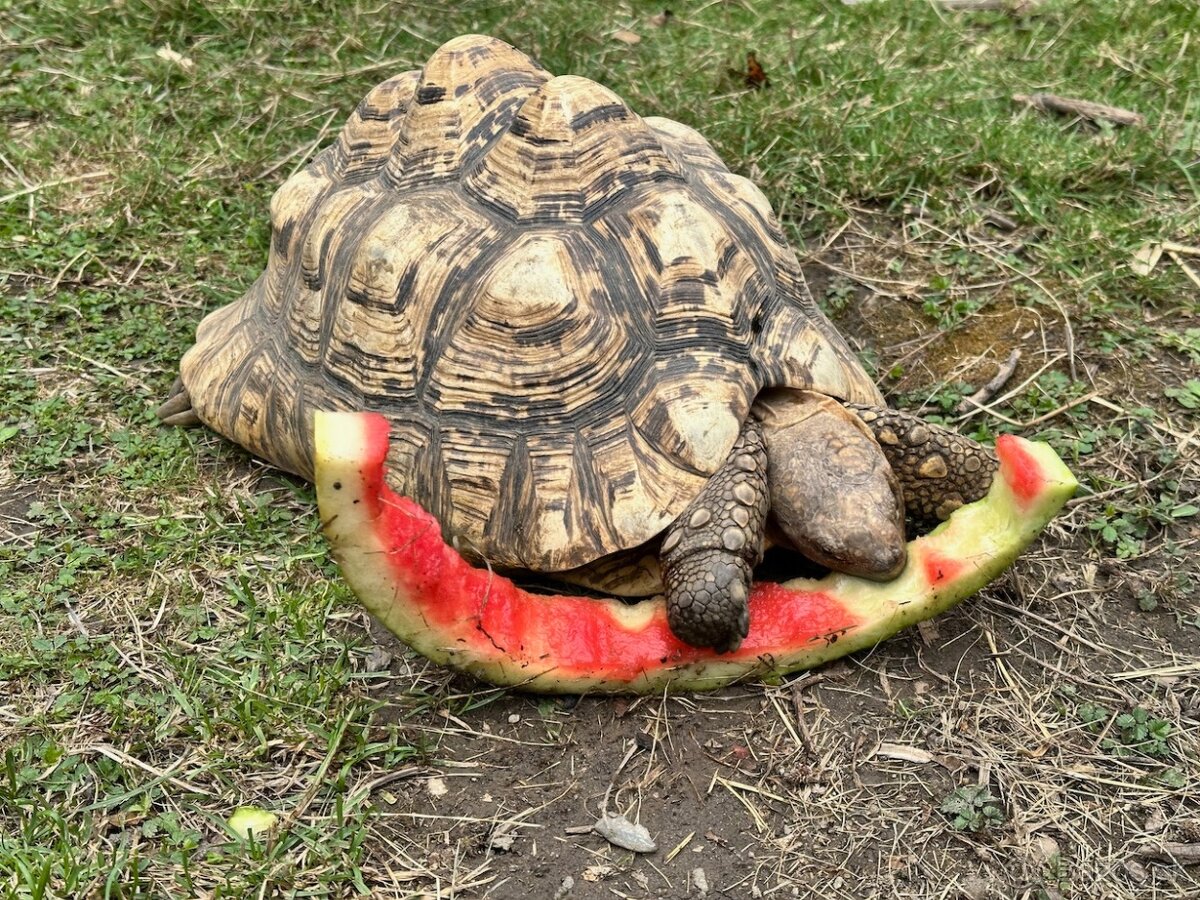 Korytnačka leopardia - 4