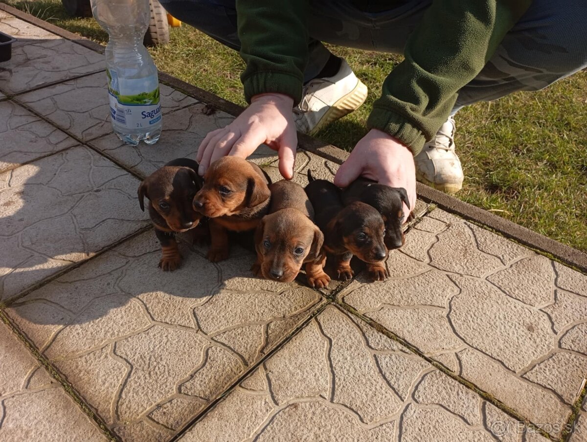 Predám jazvečíkov - 4