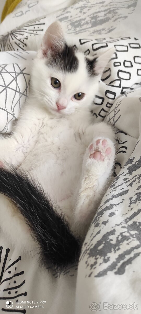 Mačičky - 4