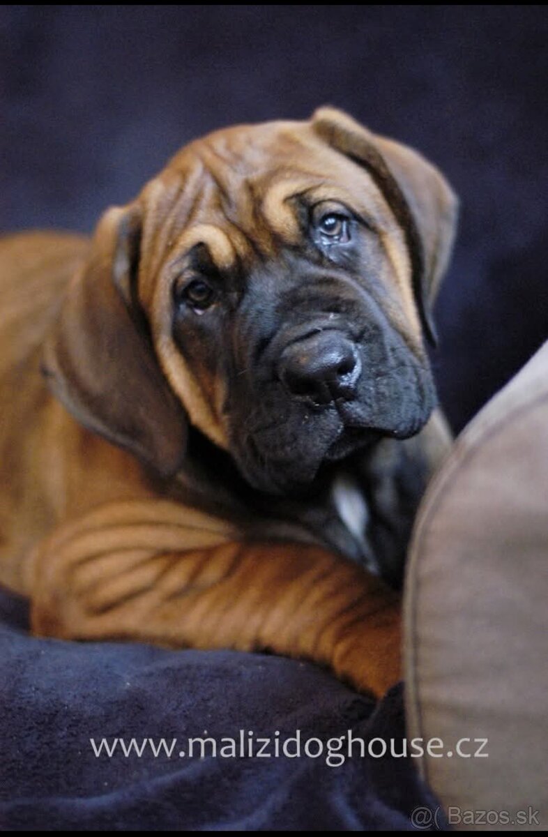 Tosa inu štěnata - přijímáme rezervace - 4