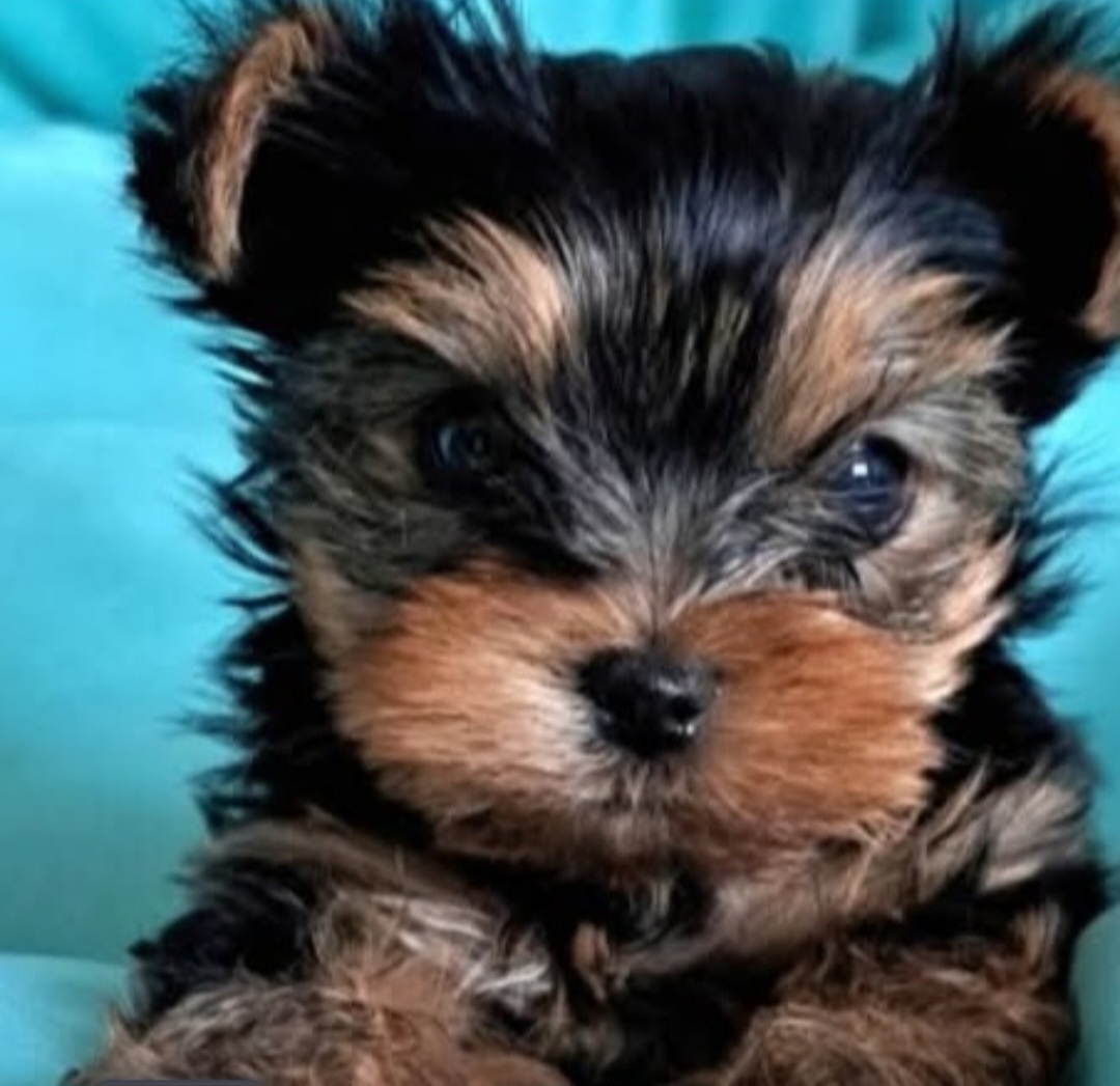 Yorkshirsky terier mini - 4