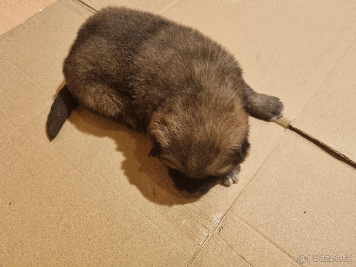 Darujem šteniatka - 4