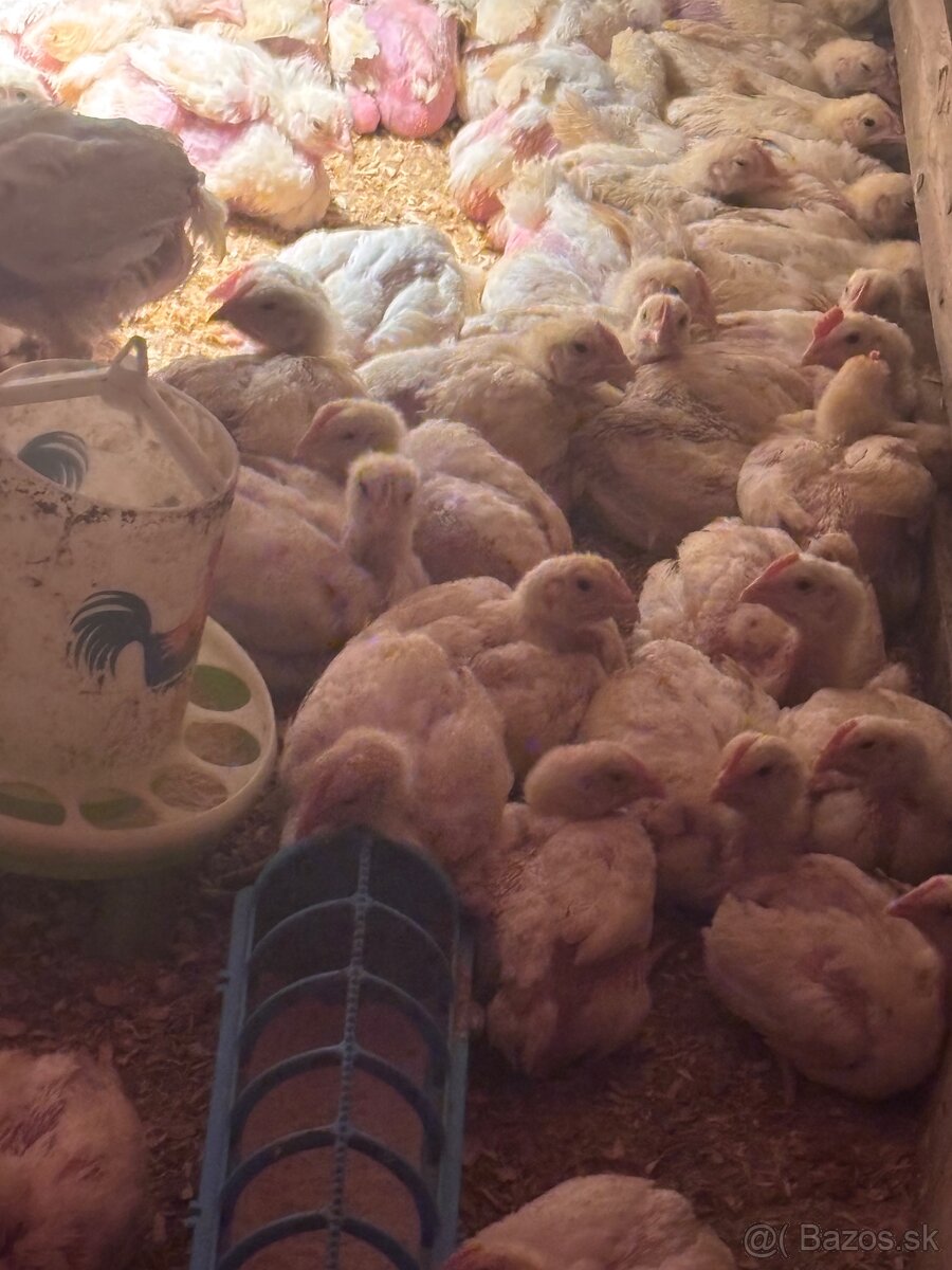 Predám brojlerove kurčatá - 4