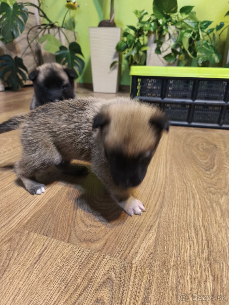 Predám šteniatka - 4