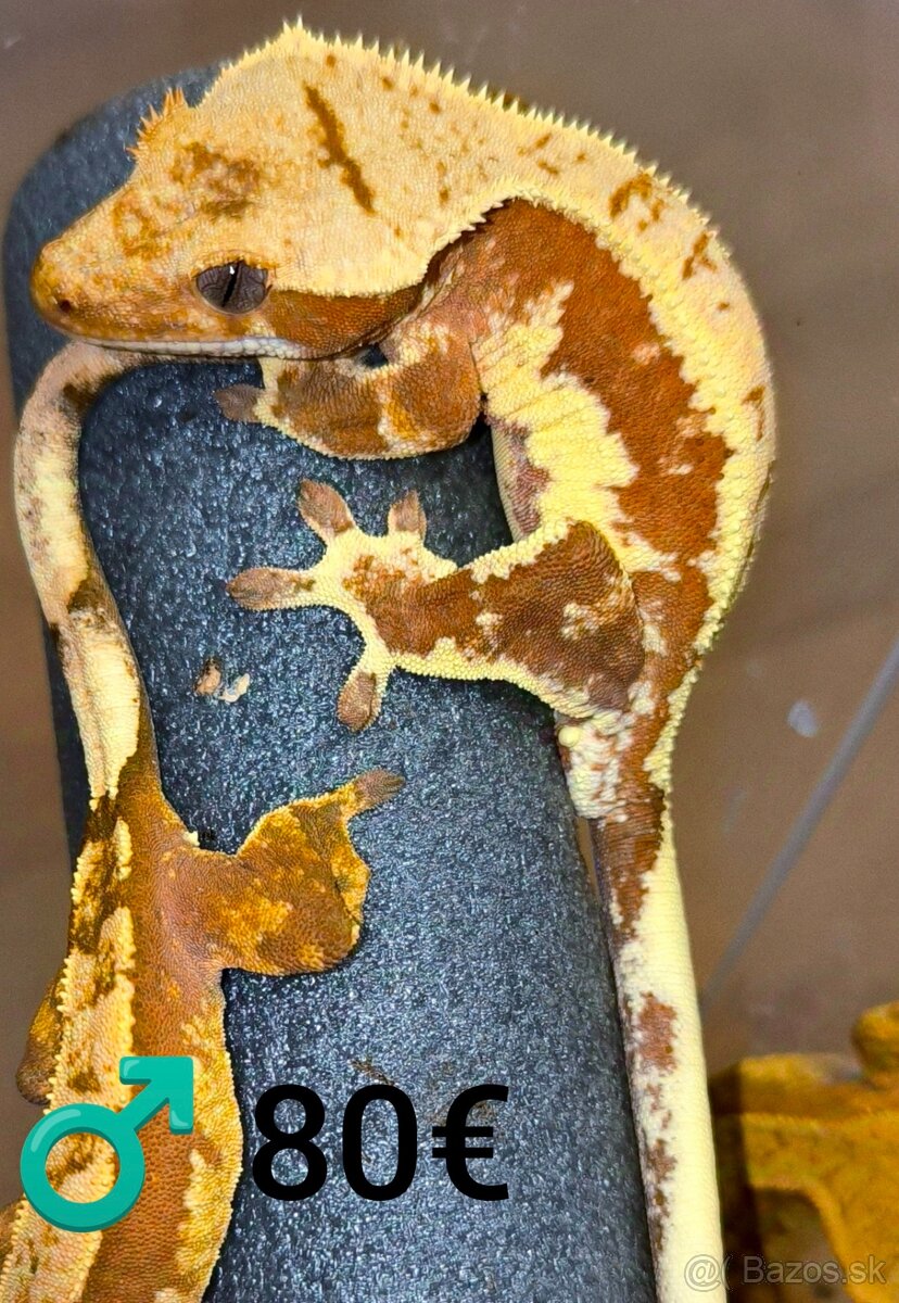 PAGEKON RIASNATY - 4