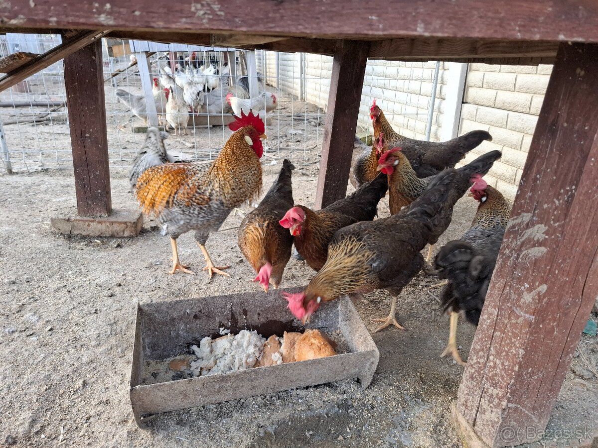 Vlaška rodofarebná - 4