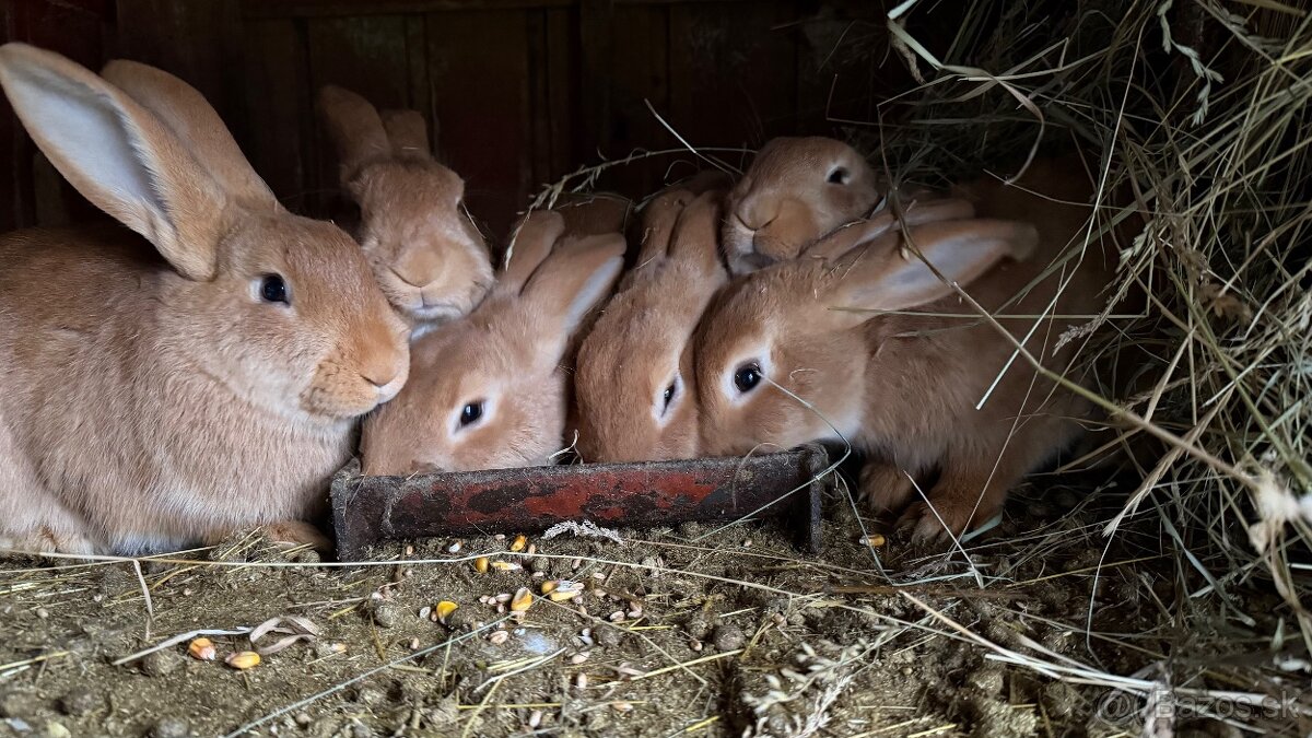 Burgundský králik - 4