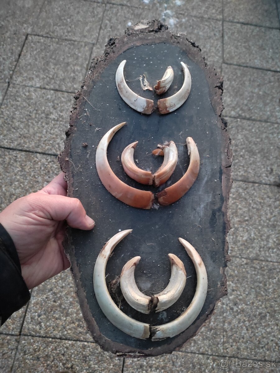 Preparaty a diviacie kly - 4