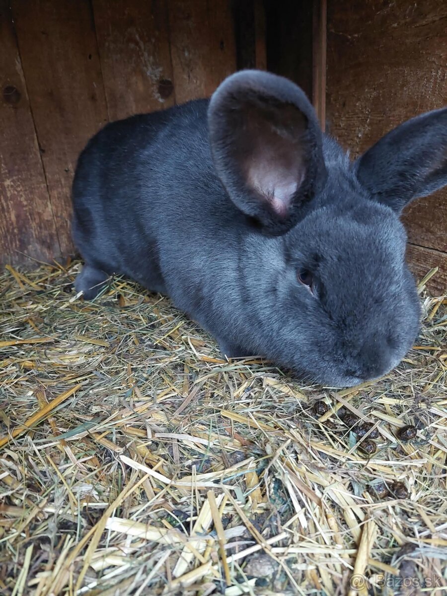 Viedenský modry králik - 4