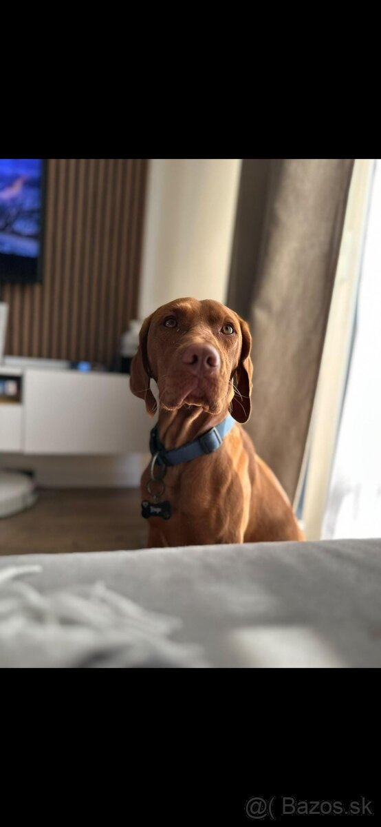 Maďarská vyžla šteniatko - 4