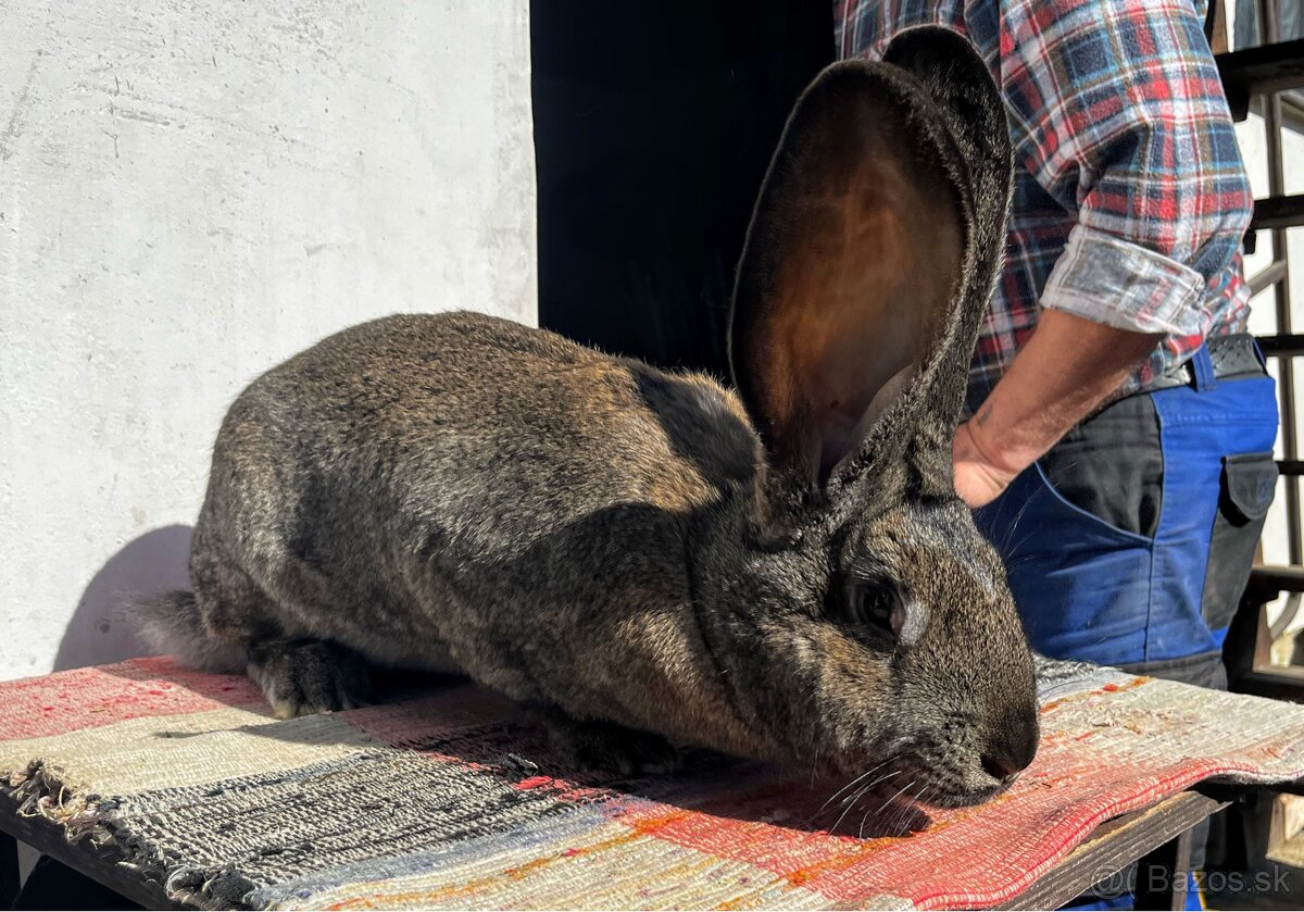 Belgický obor- 2. Samička - 4
