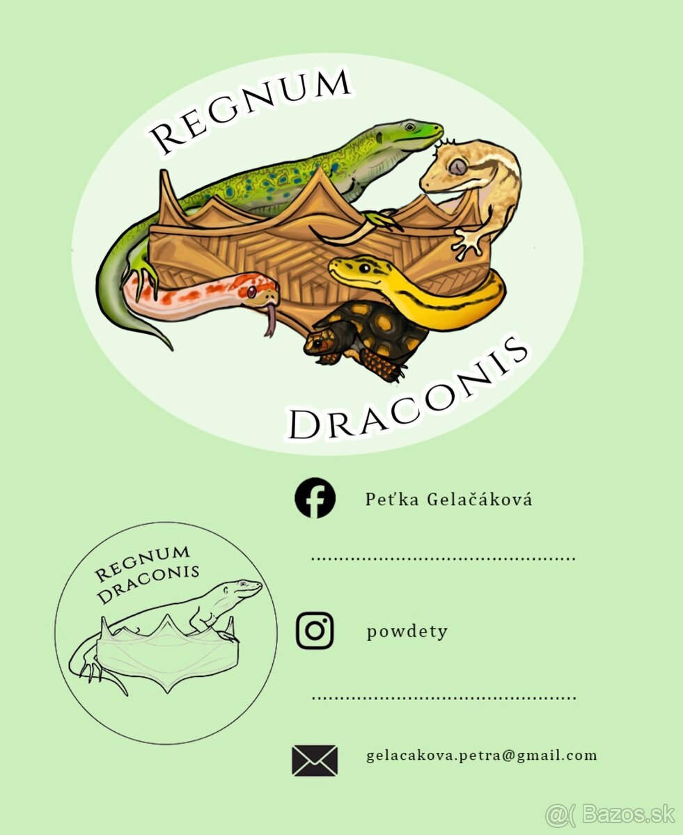 Pagekon riasnatý - 4