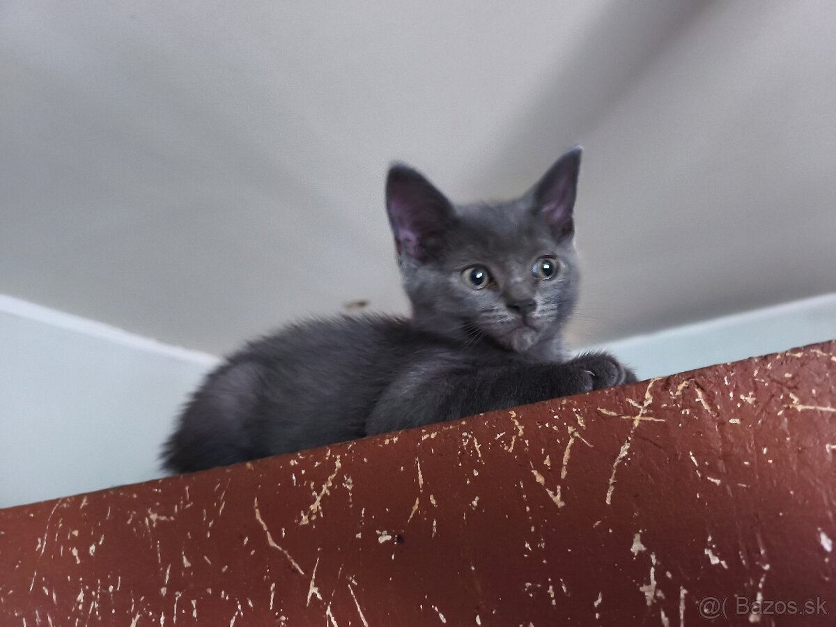 🐱 Britské modre mačiatka - 4