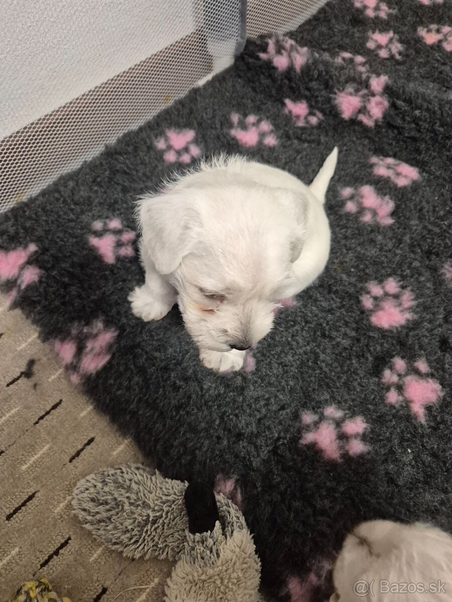 Bradač maly biely - 4