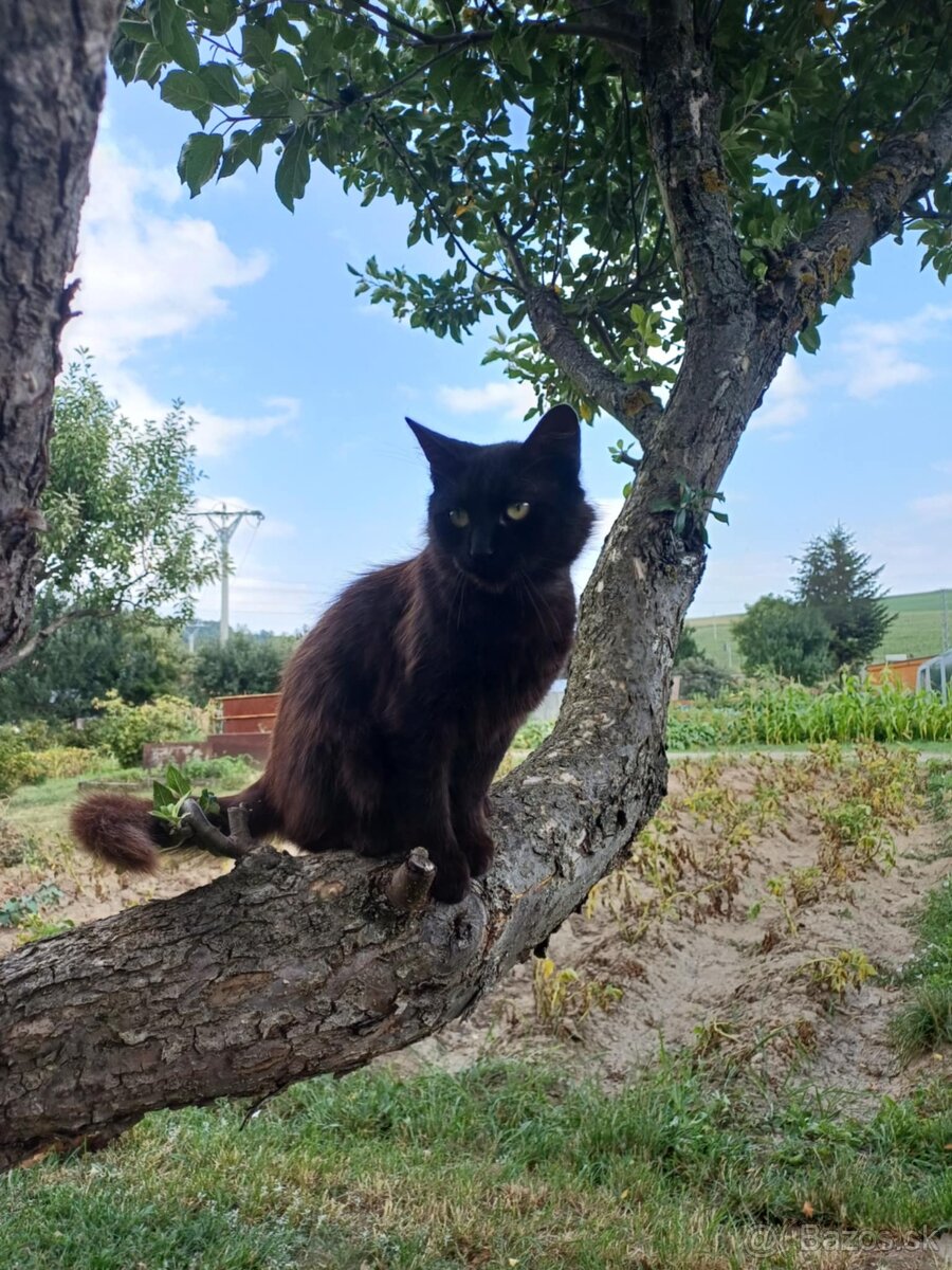 Darujeme kocúra - 4